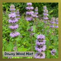 Downy Wood Mint